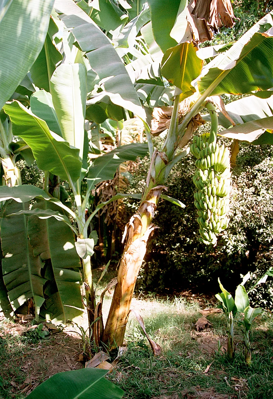 Banana Island, Luxor — Luxor