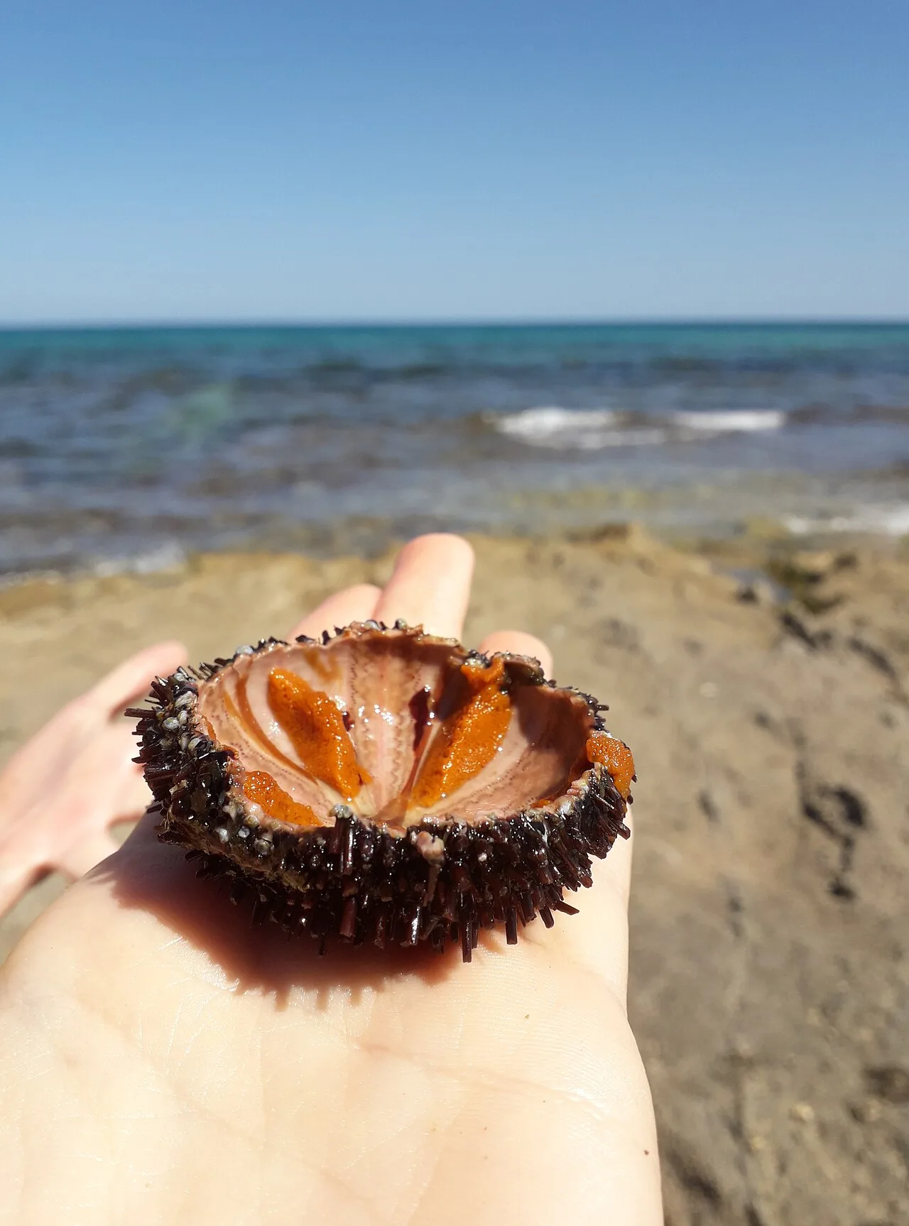 Maamoura Beach — Alexandria