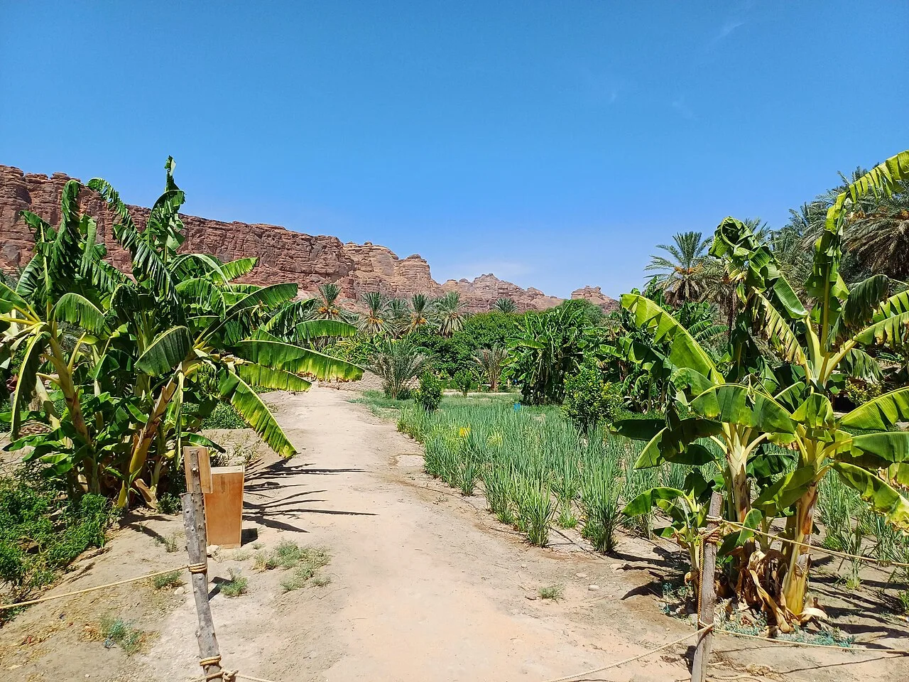 واحة العلا — العلا