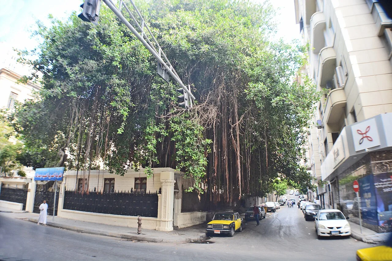 شارع فؤاد — الإسكندرية